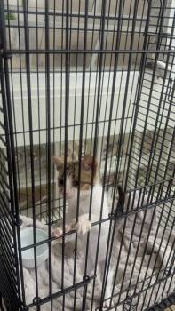 Sophie -  Domestic Short Hair Cat for Adoption in Naranjito, Naranjito - Sophie | PetCurious