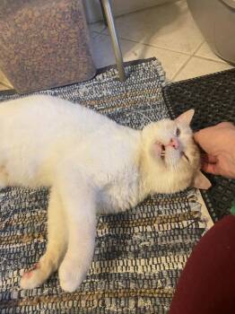 Siamese Cats Available for Adoption - Tigger | PetCurious