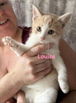 Louise (Bob’s Burgers Litter) -  Domestic Short Hair Cat for Adoption in Telford, Pennsylvania - Louise (Bob’s Burgers Litter) | PetCurious