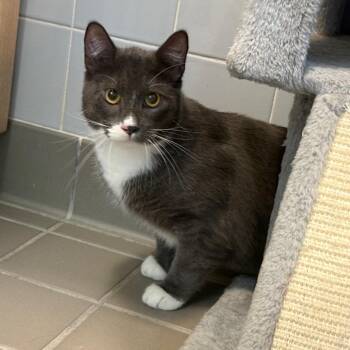 Louis -  Domestic Short Hair Cat for Adoption in Wantagh, New York - Louis | PetCurious