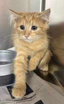Nf20c Marco -  Domestic Medium Hair Cat for Adoption in Lawrenceville, Georgia - Nf20c Marco | PetCurious