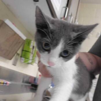 Temperance Brennan -  Domestic Short Hair Cat for Adoption in Asheville, North Carolina - Temperance Brennan | PetCurious