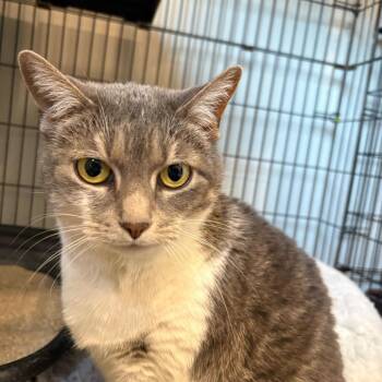 Domestic Short Hair Cats Available for Adoption in Louisville, Kentucky - Bazooka | PetCurious