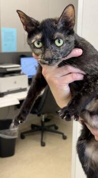 Sasha -  Domestic Short Hair Cat for Adoption in Lafayette, Indiana - Sasha | PetCurious