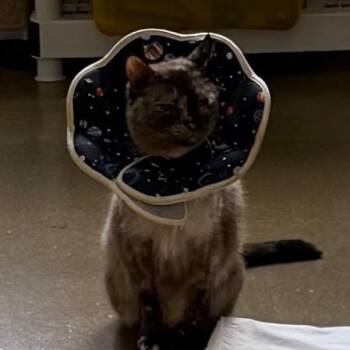 Missy 2025 -  Siamese Cat for Adoption - Missy 2025 | PetCurious