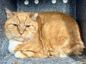 Rescue Domestic Short Hair Cats for Adoption in New York, New York - Marmalade | PetCurious