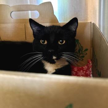 Domestic Short Hair Cats Available for Adoption - Dunkaroo | PetCurious