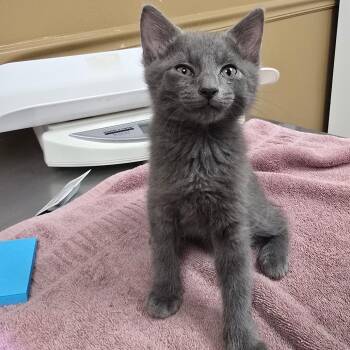 July -  Domestic Short Hair Cat for Adoption in Milan, Illinois - July | PetCurious