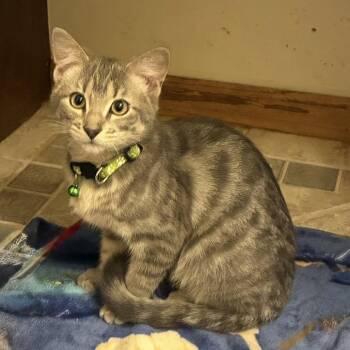 Chunk -  Domestic Short Hair Cat for Adoption in Carmel, Indiana - Chunk | PetCurious