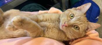 Campbell (coming soon!) -  Domestic Short Hair Cat Available for Adoption in Kalamazoo, Michigan - Campbell (coming Soon!) | PetCurious