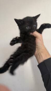 Opal -  Domestic Short Hair Cat for Adoption in Los Angeles, California - Opal | PetCurious