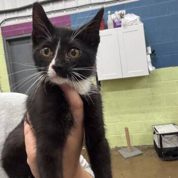 Batcat -  Domestic Short Hair Cat for Adoption in Corbin, Kentucky - Batcat | PetCurious