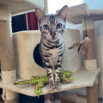 Bengal Cats Available for Adoption in Ottawa, Ontario - Noah | PetCurious