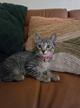 Pinky - In Foster -  Domestic Short Hair Cat for Adoption in Midland, Michigan - Pinky - In Foster | PetCurious