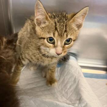 Spaghettios -  Domestic Short Hair Cat for Adoption in Greensboro, North Carolina - Spaghettios | PetCurious