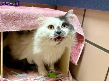 MINNIE -  Domestic Long Hair Cat Available for Adoption in Fort Wayne, Indiana - MINNIE | PetCurious