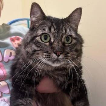 Barry -  Domestic Long Hair Cat for Adoption in Hutchinson, Minnesota - Barry | PetCurious