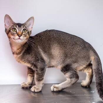 Cobalt -  Domestic Short Hair Cat for Adoption in Hattiesburg, Mississippi - Cobalt | PetCurious