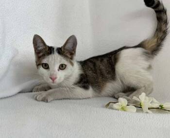 Bikini -  Domestic Short Hair Cat for Adoption in Lunenburg, Massachusetts - Bikini | PetCurious