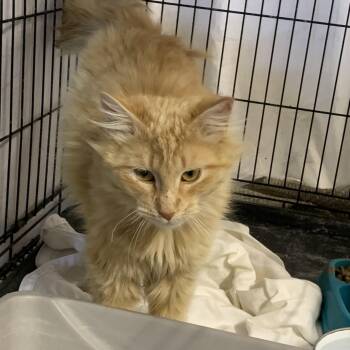 Domestic Medium Hair Cats Available for Adoption in Stockholm, Wisconsin - Floof | PetCurious