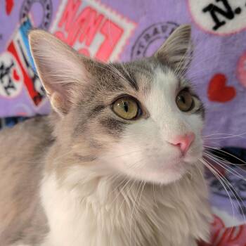 Lolo the Lovebug -  Domestic Medium Hair Cat for Adoption in Port Chester, New York - Lolo The Lovebug | PetCurious