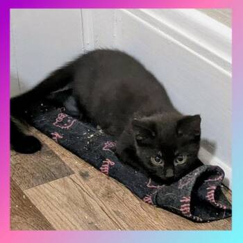 Domestic Short Hair Cats Available for Adoption in Akron, Ohio - Ludahiss | PetCurious