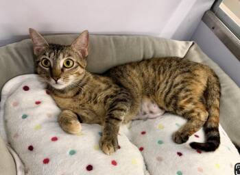 Lucy -  Domestic Short Hair Cat for Adoption in Austin, Texas - Lucy | PetCurious