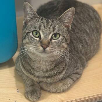 Domestic Short Hair Cats Available for Adoption - Soul | PetCurious