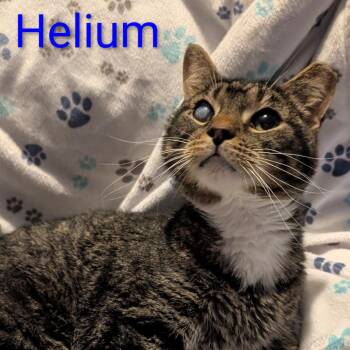 Helium -  Domestic Short Hair Cat for Adoption in Carmel, Indiana - Helium | PetCurious
