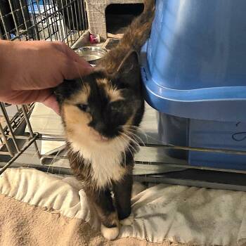 Rescue Domestic Short Hair Cats for Adoption in Abingdon, Maryland - 0825-72 Griselda | PetCurious