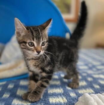 Rescue Tabby Cats for Adoption in San Antonio, Texas - Brodie | PetCurious