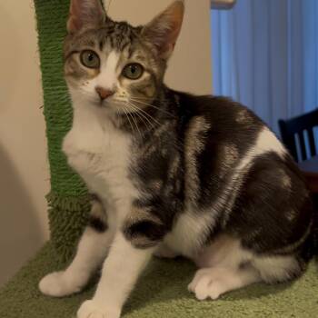 Nova -  Domestic Short Hair Cat Available for Adoption in Mantua Township, New Jersey - Nova | PetCurious