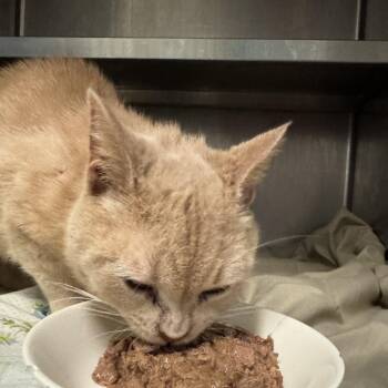 Domestic Short Hair Cats Available for Adoption - Maverick | PetCurious