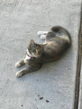MIKO -  Domestic Medium Hair Cat for Adoption in Woodland, California - MIKO | PetCurious