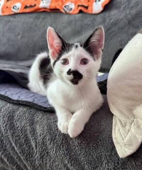 Rescue Domestic Short Hair Cats for Adoption in Leona Valley, California - Pixel Peppersneeze | PetCurious