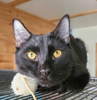 Domestic Short Hair Cats Available for Adoption in Ellijay, Georgia - Hubbard | PetCurious