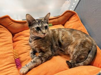 Ambrosia -  Calico Cat for Adoption in St. Cloud, Florida - Ambrosia | PetCurious