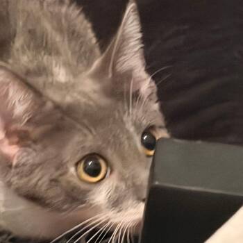 Mochi -  Domestic Short Hair Cat for Adoption in Los Angeles, California - Mochi | PetCurious