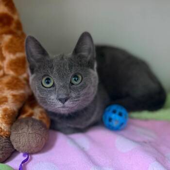 Justin -  Domestic Short Hair Cat for Adoption in Fairport, New York - Justin | PetCurious