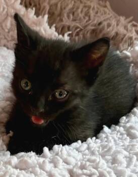 Domestic Short Hair Cats Available for Adoption in Campbell, California - Basil | PetCurious