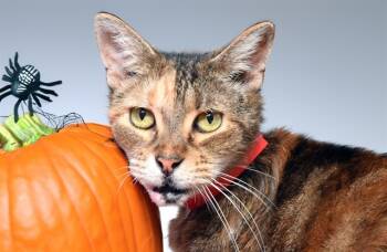 Rescue Domestic Short Hair Cats for Adoption in Fort Lauderdale, Florida - CLEO | PetCurious