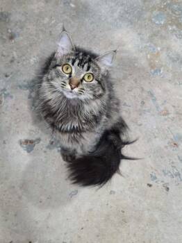 Lady Whiskerton -  Domestic Long Hair Cat Available for Adoption in Lewisburg, Tennessee - Lady Whiskerton | PetCurious