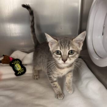 Nova -  Domestic Short Hair Cat for Adoption in Long Beach, California - Nova | PetCurious