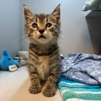 QiQi -  Domestic Short Hair Cat for Adoption in Pittsburgh, Pennsylvania - QiQi | PetCurious