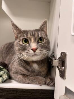 Tabby Cats Available for Adoption - Lilly | PetCurious