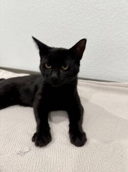 Domestic Short Hair Cats Available for Adoption - Jetson | PetCurious