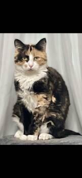 Mama Star -  American Shorthair Cat for Adoption in Johnstown, New York - Mama Star | PetCurious