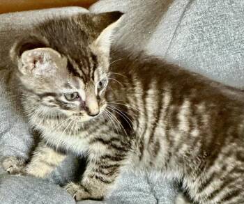 Ginger -  Domestic Short Hair Cat for Adoption in Franklin, West Virginia - Ginger | PetCurious
