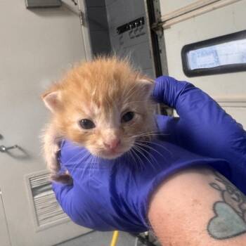 TUSC-Stray-85439 -  Domestic Short Hair Cat for Adoption in Tuscaloosa, Alabama - TUSC-Stray-85439 | PetCurious