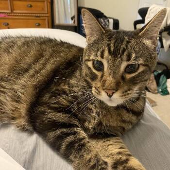 Tabby Cats Available for Adoption in Dallas, Texas - Calvin | PetCurious